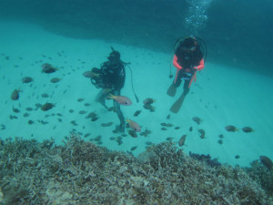 沖縄　ダイビング