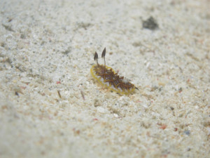 沖縄　ダイビング　モザイクウミウシ