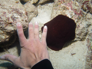 沖縄　ダイビング　フシエラガイの仲間