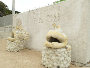 沖縄　ネイチャーワークス　さんご畑