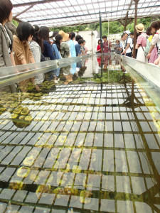 沖縄　ネイチャーワークス　さんご畑