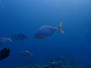 沖縄　ダイビング　イスズミ