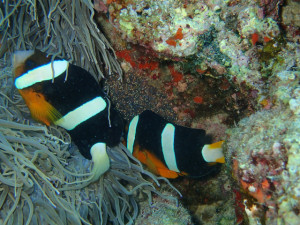 沖縄　ダイビング　青の洞窟　体験ダイビング