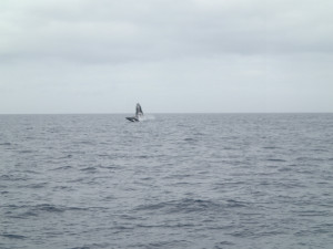 沖縄　ダイビング　慶良間　体験ダイビング