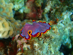 沖縄　ダイビング　慶良間　体験ダイビング