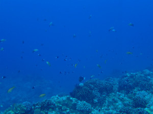 沖縄　ダイビング　慶良間　体験ダイビング