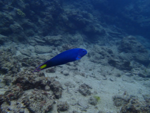 沖縄　ダイビング　オトメベラ