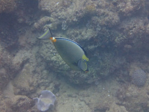 沖縄　ダイビング　ミヤコテングハギ