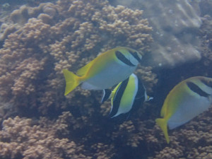 沖縄　ダイビング　ヒメアイゴ