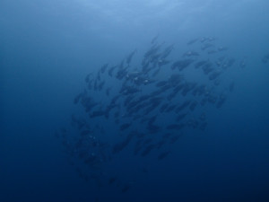 沖縄　ダイビング　OWD講習　砂辺