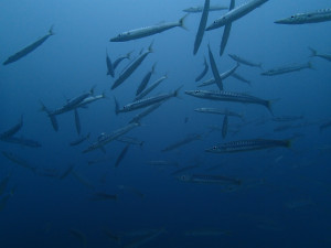 沖縄　ダイビング　OWD講習　砂辺