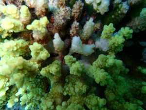 沖縄　ダイビング　慶良間保全活動