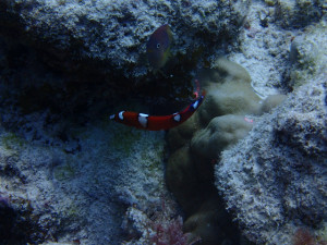 沖縄　ダイビング　慶良間保全活動