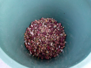 沖縄　ダイビング　慶良間保全活動