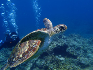 沖縄　ダイビング　慶良間　体験ダイビング