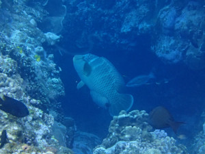 沖縄　ダイビング　慶良間　FUN　スペシャリティー