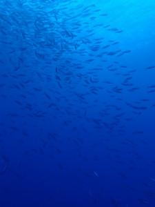 沖縄　ダイビング　慶良間　FUN　スペシャリティー