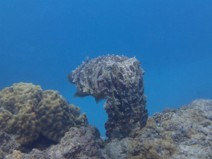 沖縄　ダイビング　慶良間　体験ダイビング