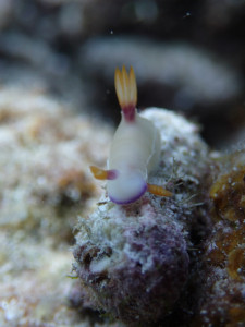 沖縄　ダイビング　慶良間　体験ダイビング