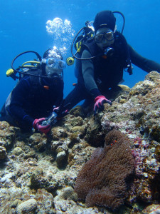 沖縄　ダイビング　慶良間　体験ダイビング