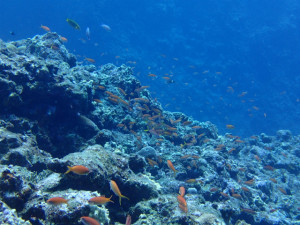 沖縄　ダイビング　渡名喜島　体験ダイビング