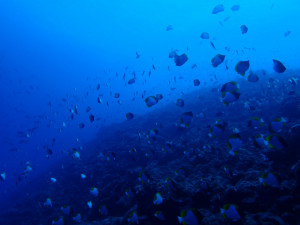 沖縄　ダイビング　渡名喜島　体験ダイビング