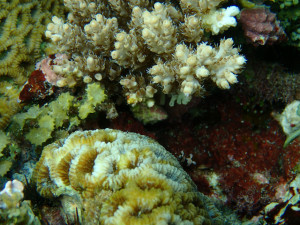 沖縄　ダイビング　砂辺　保全活動