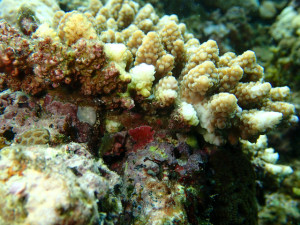 沖縄　ダイビング　砂辺　保全活動