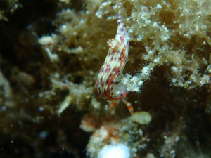 沖縄　ダイビング　慶良間　体験ダイビング