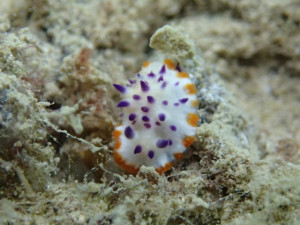 沖縄　ダイビング　レンゲウミウシ