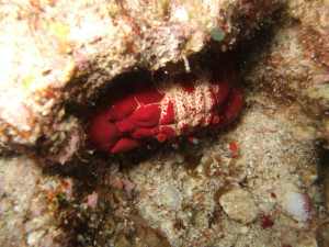 沖縄　ダイビング