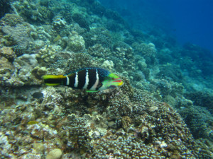 沖縄　ダイビング　シマタレクチベラ