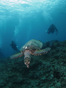 沖縄　ダイビング　海亀