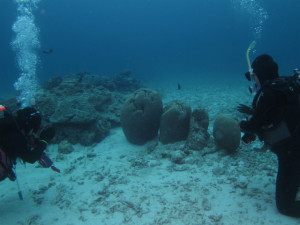 沖縄　ダイビング　慶良間