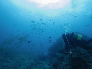 沖縄　ダイビング　慶良間