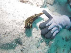 沖縄　体験ダイビング　イシガキリュウグウウミウシ