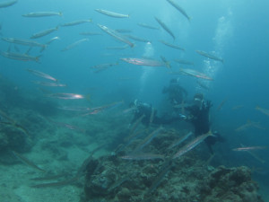 沖縄　ダイビング　カマスの群れ