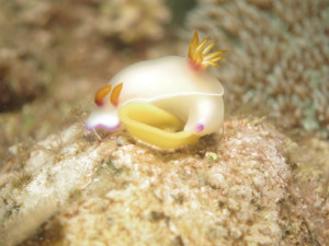 沖縄　ダイビング　ウミウシの産卵