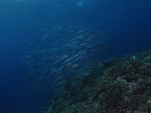 粟国島　ダイビング