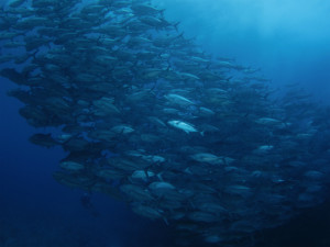 粟国島　ダイビング