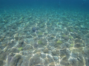 沖縄　ダイビング