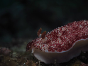 沖縄　ダイビング