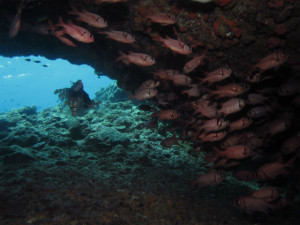 沖縄　ダイビング