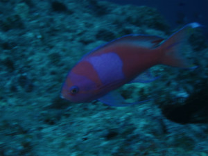 沖縄　ダイビング