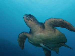 沖縄　ダイビング　アカウミガメ