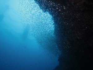 沖縄　ダイビング