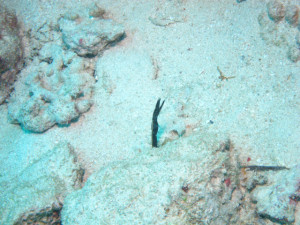 沖縄　ダイビング　ハナヒゲウトボ幼魚