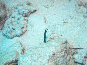 沖縄　ダイビング　ハナヒゲウトボ幼魚