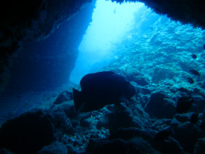 沖縄　ダイビング　ナポレオン