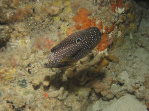 ツバメタナバタウオ